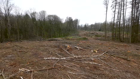 cut tree trunks on the ground after logging