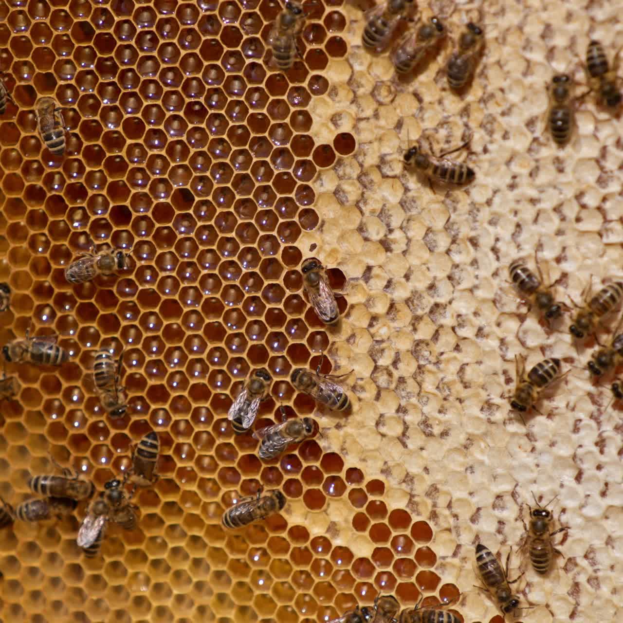 Industrious honey insects moving by the honeycombs. Frame of wax cells filled with honey and ready for extraction. Close up