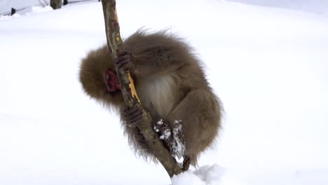 Japanischer-Affe-In-Einem-Baum,-Knabbert-An-Etwas-Rinde