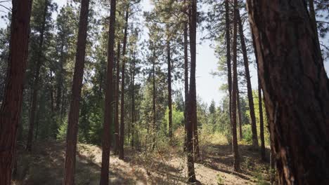 trees on a sloped forest floor