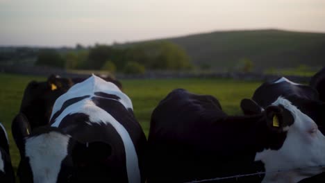 cows at sunset in the irish countryside