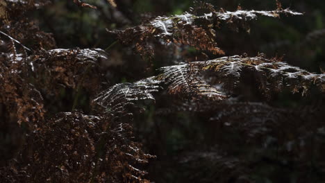 Der-Wind-Weht-Und-Das-Sonnenlicht-Im-Herbst-Beleuchtet-Gewöhnliche-Farnpflanzen-In-Einem-Englischen-Wald