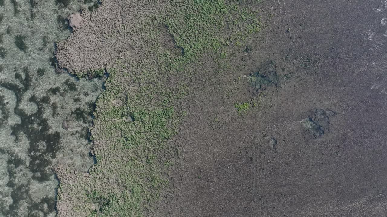 drone de panorámica de arriba hacia abajo disparado sobre el arrecife de coral de marea baja en uluwatu bali indonesia
