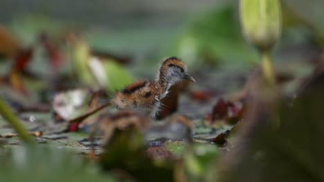 closeup of chicks of pheasant tailed jacana feeding on floating leaf of water lily