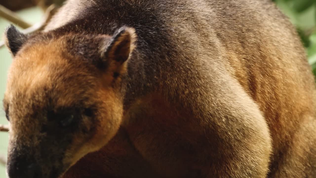 Un canguro arboricolo mastica foglie, mostrando da vicino le sue abitudini alimentari.