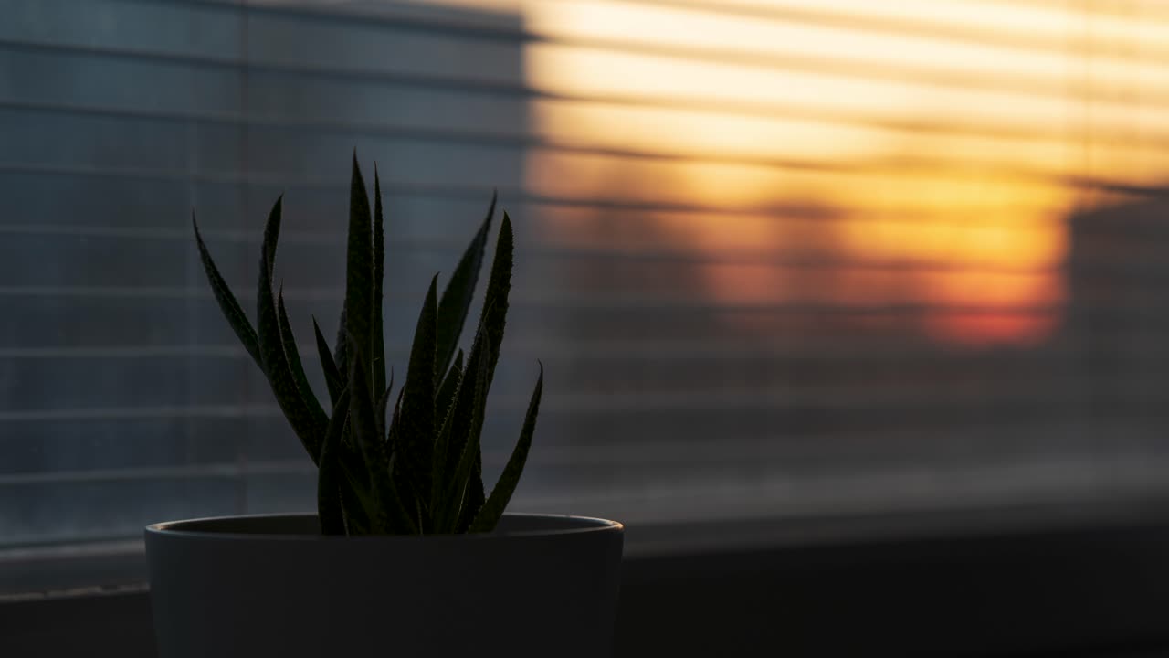Small houseplant by a window during the sunset