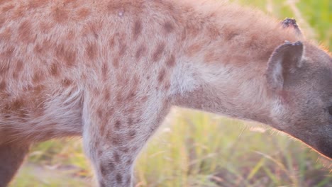 spotted hyena prowling african savannah grass in dusking sunlight