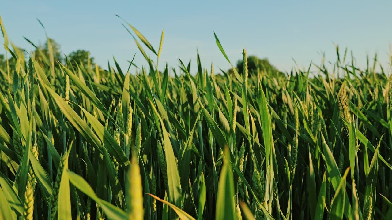 Wheat field at golden hour sways in wind, camera glides left in cinematic view