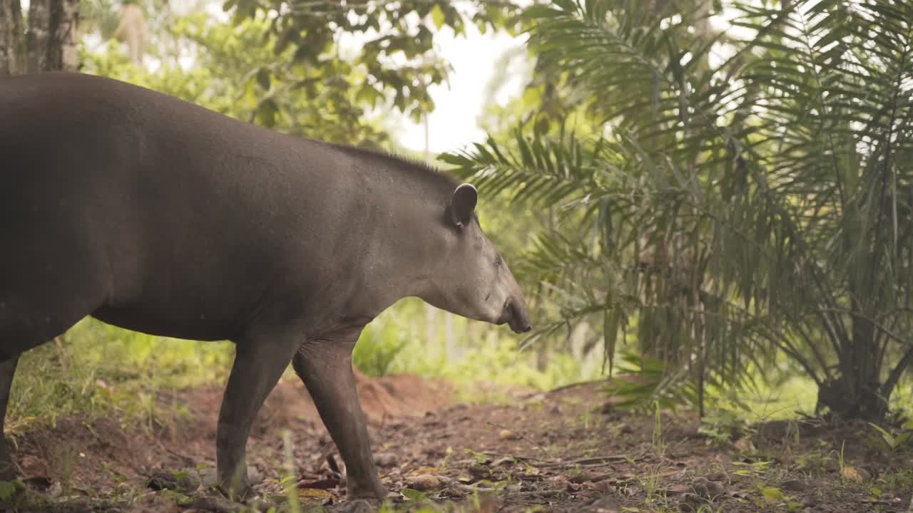 tapir sudamericano caminando en el bosque tropical amazónico