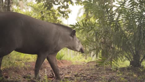 south american tapir walking in tropical amazon forest