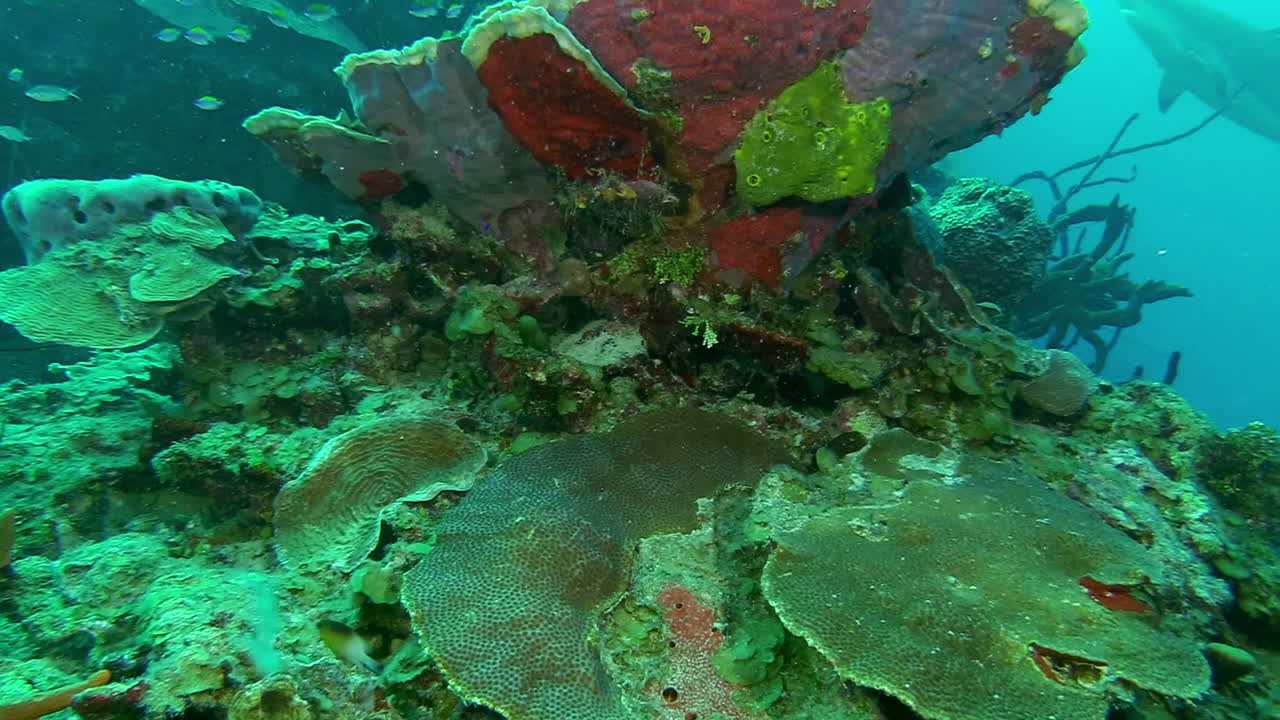 un tiburón de arrecife nada a través de un arrecife de coral en el caribe