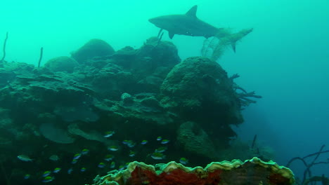 A-reef-shark-swims-through-a-coral-reef-in-the-Caribbean