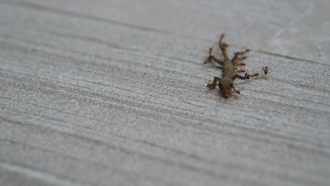 dead gecko lizard corpse being carried and eaten by army ant colony, macro close-up