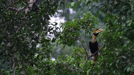 Encaramado-Profundamente-En-El-árbol-Con-Tantas-Frutas-A-Su-Alrededor-Mientras-Mira-A-Su-Alrededor-Para-Alimentarse,-Gran-Cálao-Buceros-Bicornis,-Tailandia