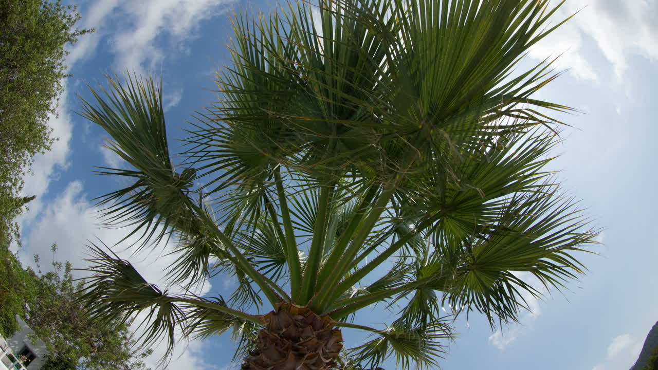 cielo de palmeras 00