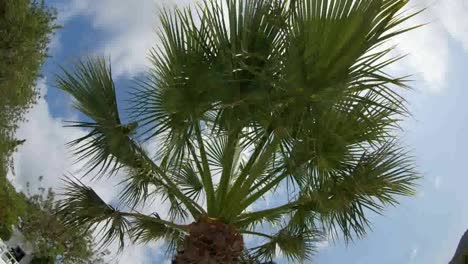Palm Tree Sky 00