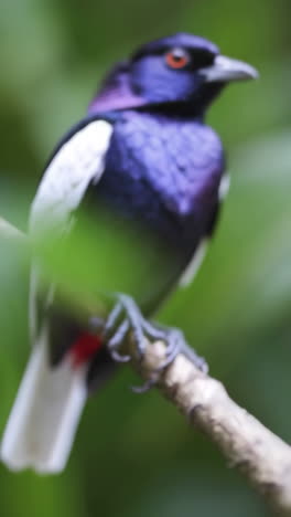 vibrant iridescent bird perched on a branch