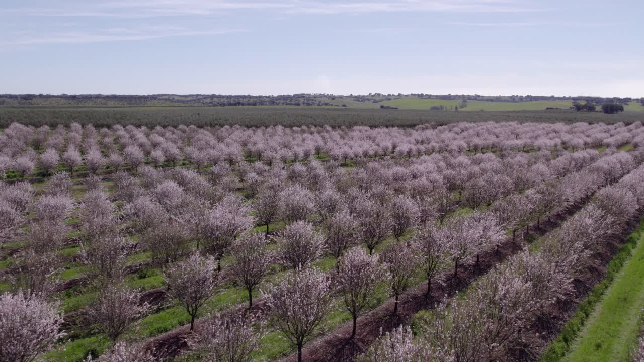 volando sobre un campo de almendros en flor en portugal, desde el aire