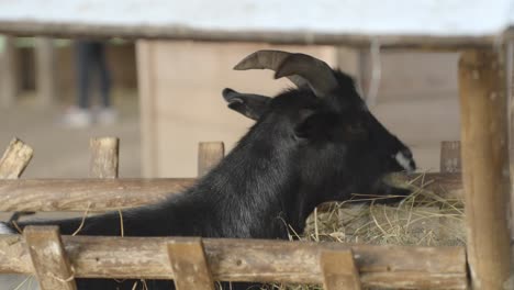 black goat eating straws in farm building