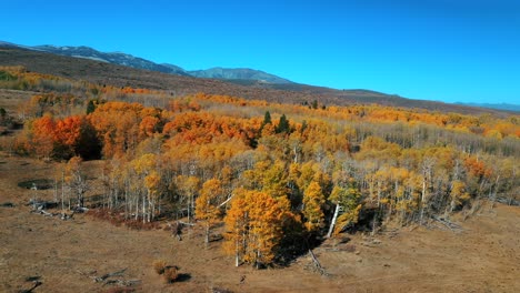 fly over dense autumn foliage in mammoth lakes california