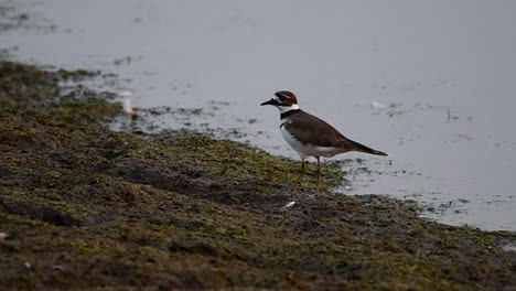 killdeer walking on mudflats along a river