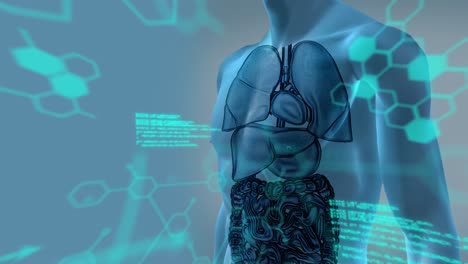 animación del procesamiento de datos sobre el modelo del cuerpo humano