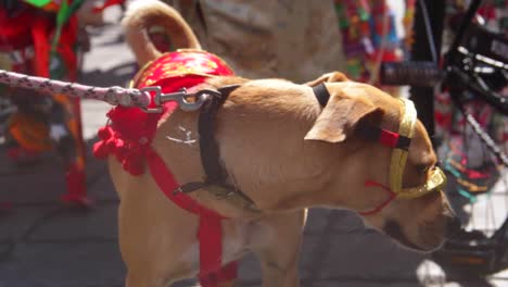 Cachorro-Mediano-Marrón-Con-Una-Máscara-En-Un-Concurso-De-Disfraces