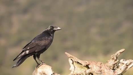 pájaro cuervo negro comiendo presa en el tronco del árbol