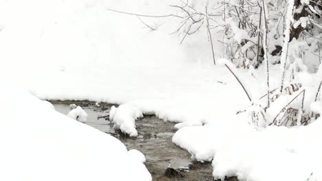 el pájaro en la nieve espesa vuela durante las fuertes nevadas en invierno - tiro ancho, estático