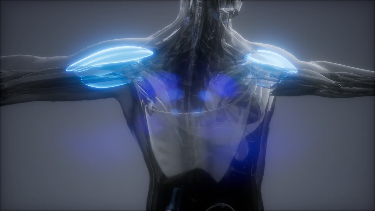 델토이드 - 눈에 보이는 근육 해부학 지도