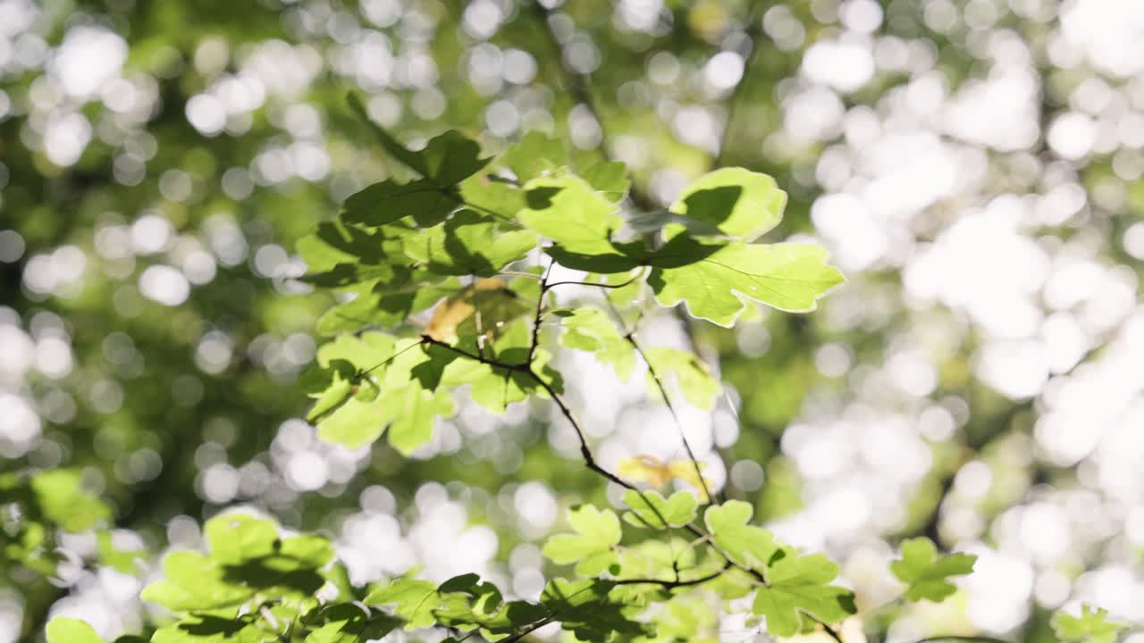 Green leaves on tree branch suddenly move in strong wind, Czech Republic