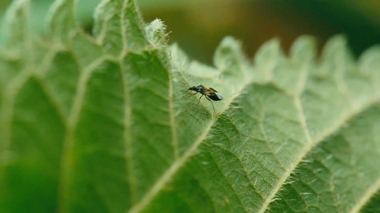 Scatto macro di una cimice pirata che striscia su una foglia mentre esplora la superficie. Luce naturale, texture fine della foglia e sfondo sfocato in una tranquilla scena all'aperto