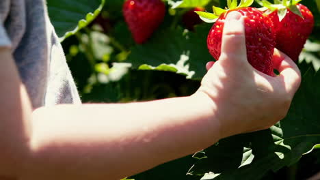 child picking strawberries in a garden