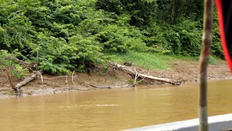 A-family-of-otters-running-at-the-edge-of-the-Kalimantan-river-in-Borneo,-Wildlife-stock-footage