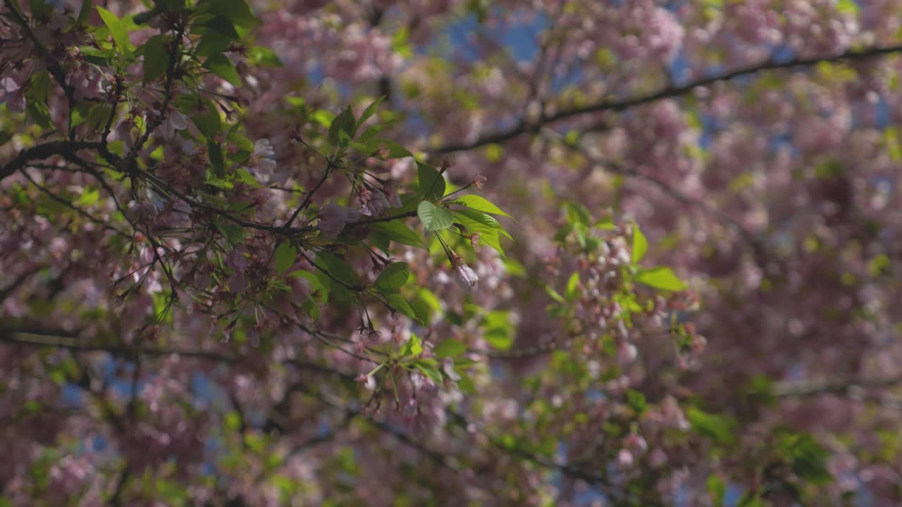 dense foliage of pink Cherry blossom tree blowing in the wind during a beautiful bright blue day in vancouver bc medium tight looking up pan right to transition