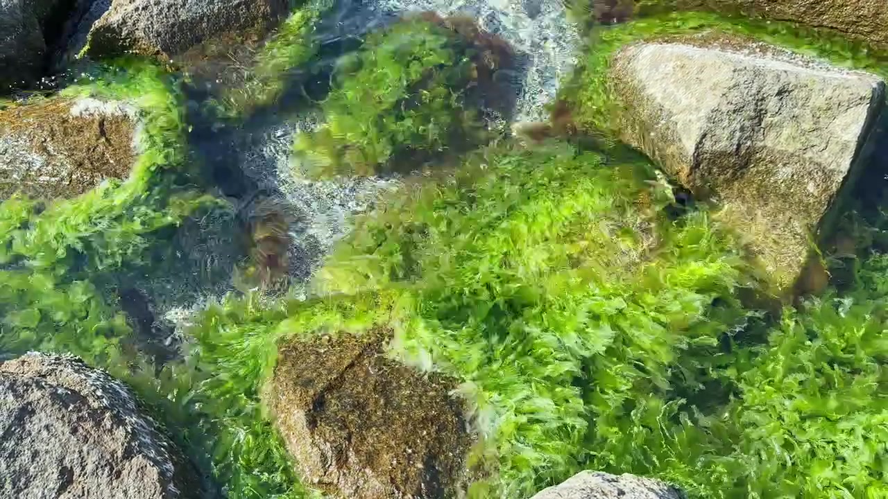 Alghe verdi coprono le rocce in acque poco profonde vicino alla riva durante le ore diurne in una zona costiera.