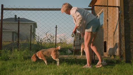 woman following her curious dog in grassy field with leash in her hand while another dog looks through chain-link fence, sunny outdoor setting with rural vibe, green plants, bright sunlight, playful