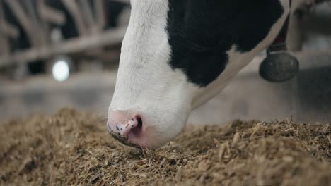 close up of dairy cow's mouth eating hay in the shed