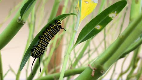 Monarchfalter-Danaus-Plexippus-Raupe-Ernährt-Sich-Von-Grünen-Pflanzen,-Verlässt-Videografie,-Larvenstadium,-Künstlerisch,-Moderne-Kunst,-Abstrakt,-Design,-Kreativ,-Natur,-Draußen,-Insekt