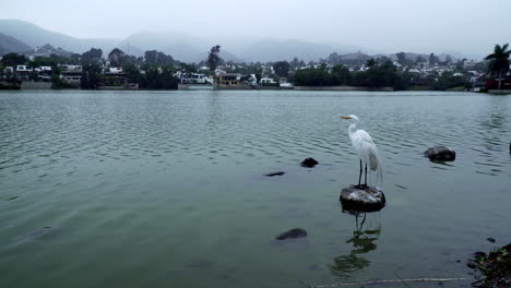 una gran garceta alta observando el entorno natural de pie sobre una roca sobre un lago con la ciudad al fondo con toma estática la molina, lima, perú