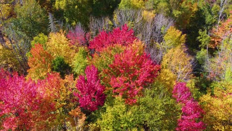 drone high angle looks down on vibrant burning red autumn leaves in grove of maples