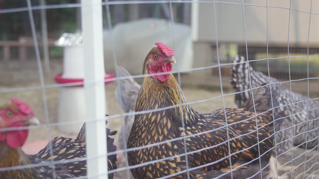 Galinhas dentro de um cercado de arame em câmera lenta 4K.
