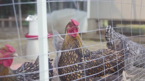 Pollos-Dentro-Del-Recinto-De-La-Cerca-De-Alambre-En-Cámara-Lenta-De-4k