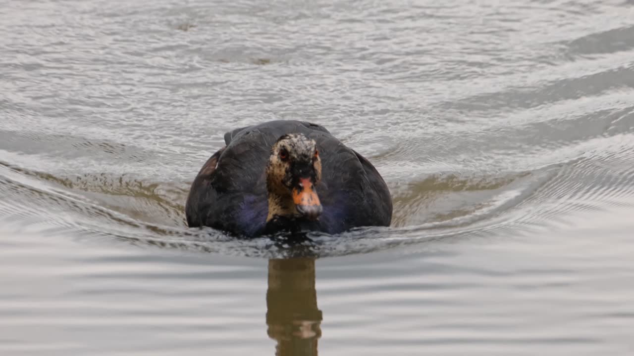 visto nadando más cerca hacia la cámara en un lago, el pato de alas blancas asarcornis scutulata, tailandia