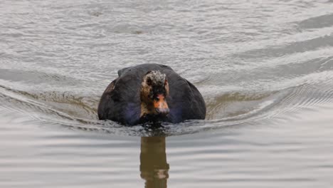 Seen-swimming-closer-towards-the-camera-at-a-lake,-White-winged-Duck-Asarcornis-scutulata,-Thailand