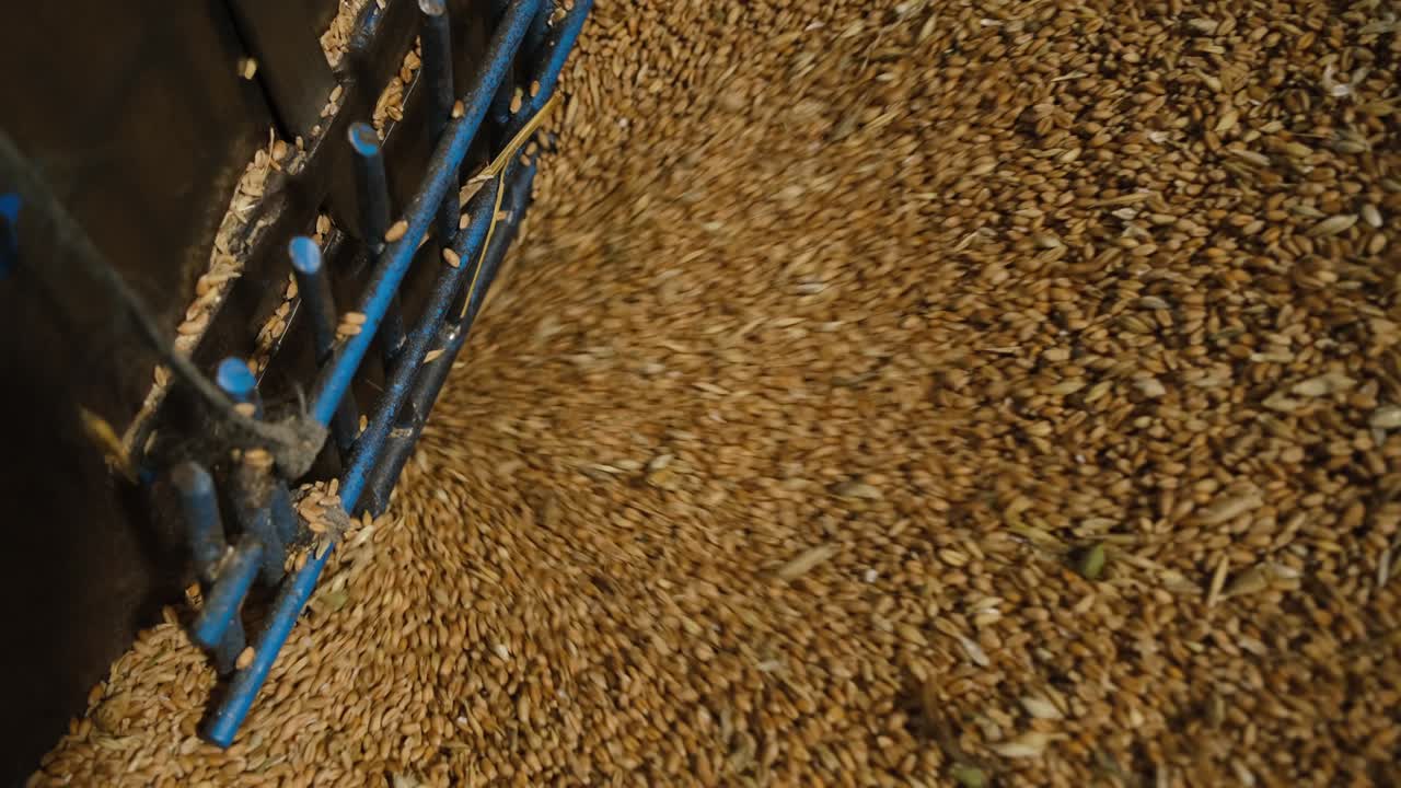 los granos de trigo se mueven en la máquina en una fábrica de harina