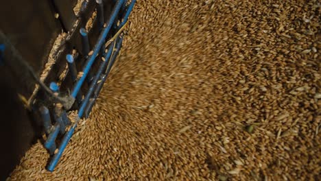 wheat grains move into the machine in a flour factory