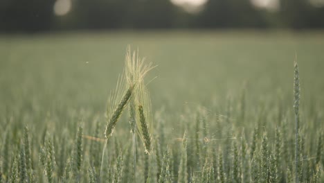 two blades of the grain that grow above grain field on a sunny day