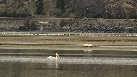 Peregrinación-Anual:-Los-Pelícanos-Blancos-Americanos-Se-Elevan-Hacia-La-Bahía-De-Cooney,-Kamloops