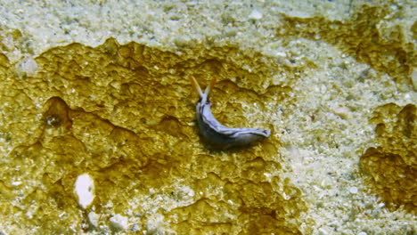 Imágenes-Increíblemente-Raras-De-Un-Hermoso-Nudibranquio-Chupa-Savia-De-Thuridilla-Virgata-Alimentándose-De-Un-Parche-De-Musgo